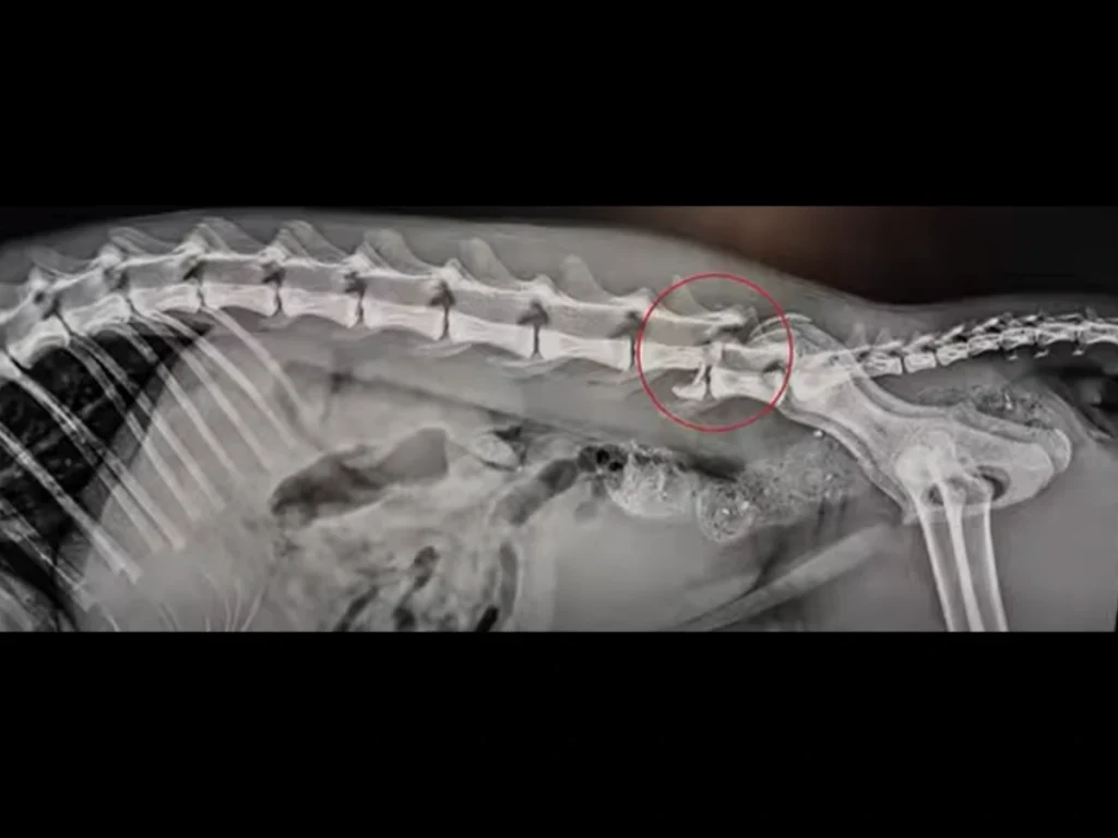 fractura coloana vertebrala pisica
