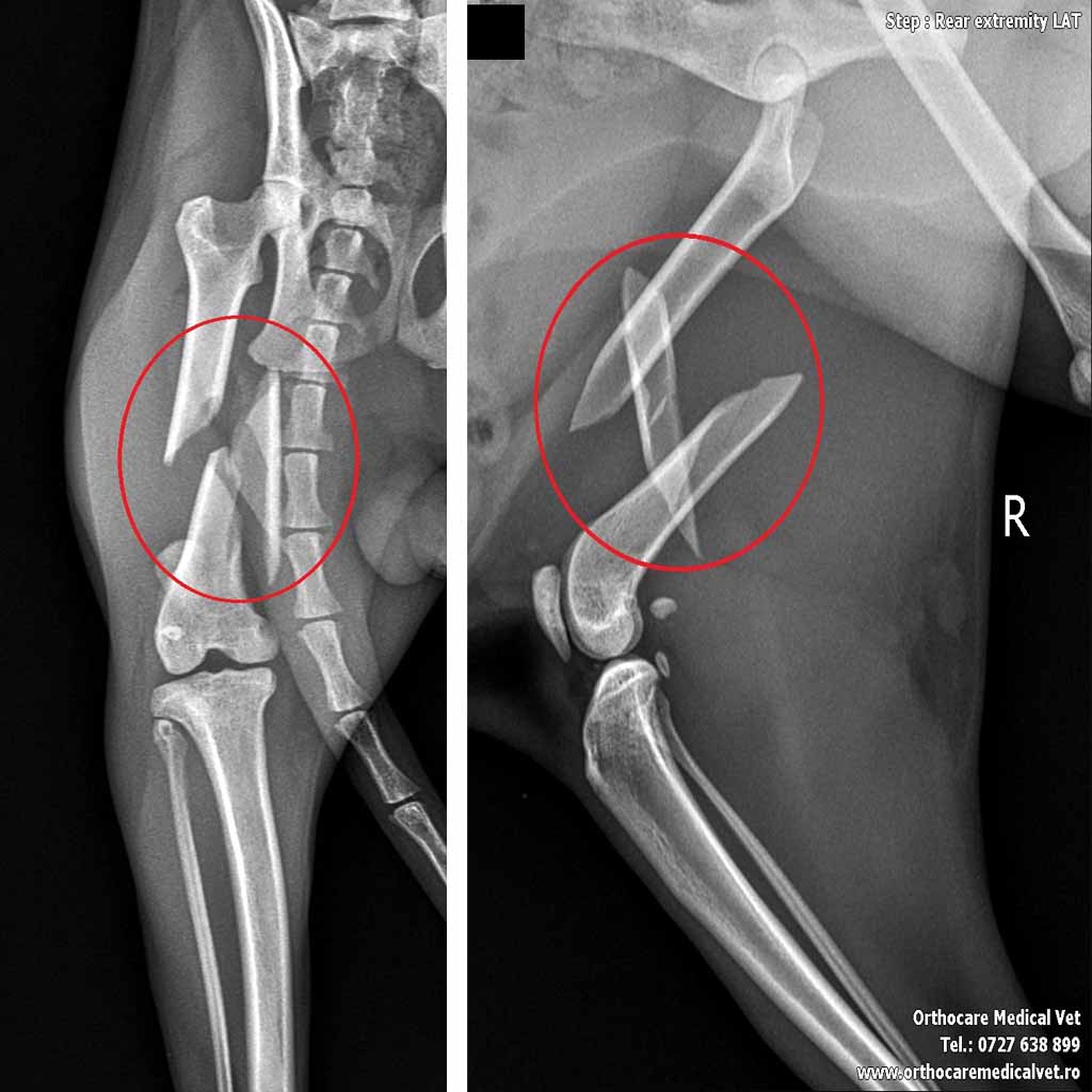 Fractura butterfly femur pisica