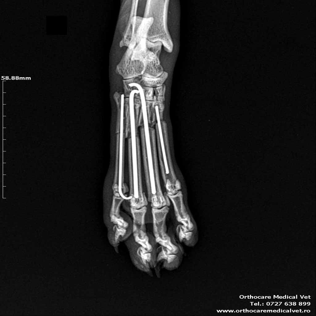 fractura metatarsiene pisica